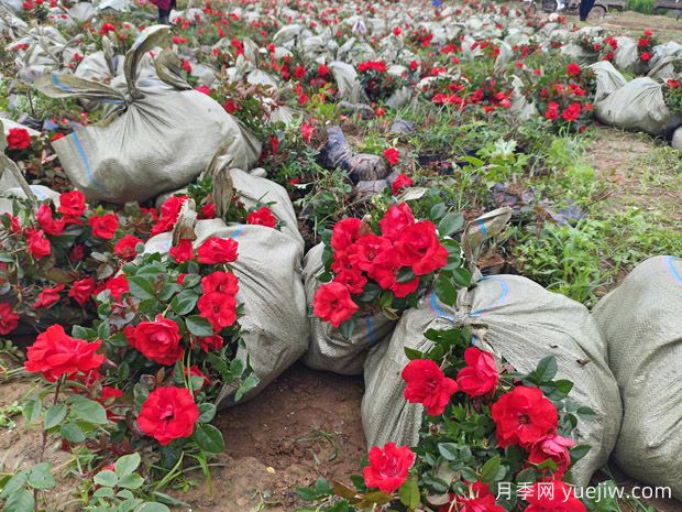 北京红丰花月季大杯和中杯盆栽供应采购(图2)