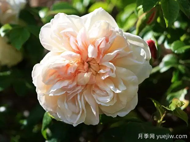 黄铜芙蓉月季(图1)