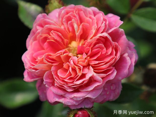 宝藏月季(图1)