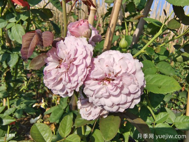  插竹竿美植袋蓝色阴雨爬藤月季价格(图1)