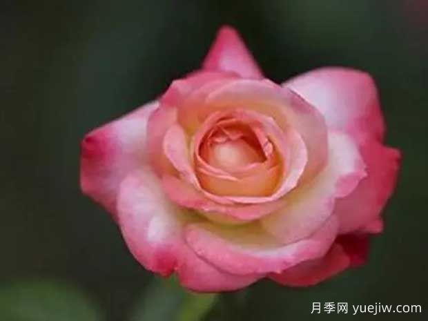 天国钟声月季(图1)