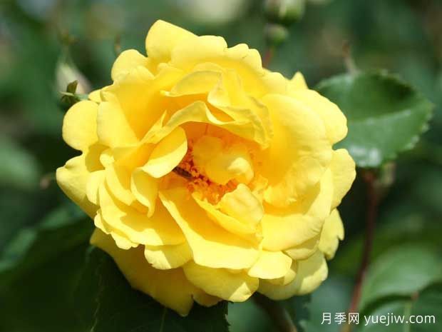 金门月季(图2)