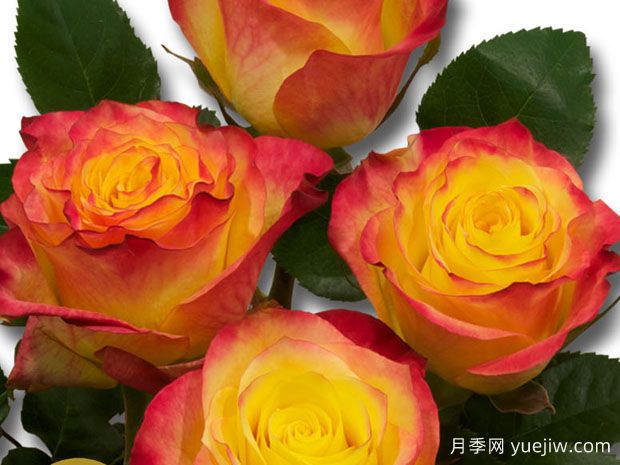 快讯月季(图1)