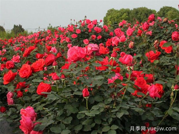 各省份花卉批发市场地址收藏(图1)