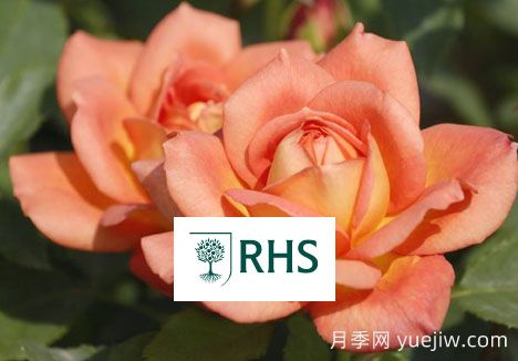 英国皇家园艺学会花园优异奖(RHS AGM)(图1)