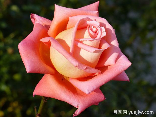 明星月季(图1)