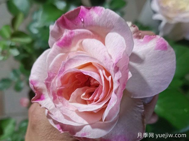 女神月季(图1)