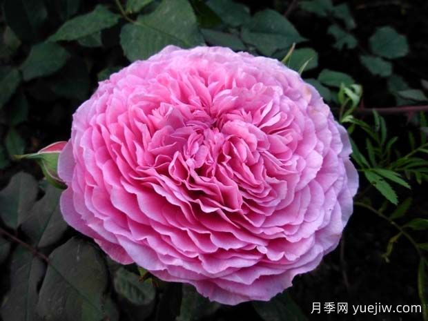 扇子月季(图1)