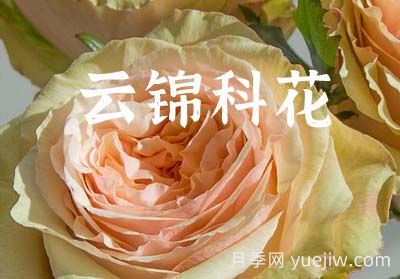  月季育种家：中国云南锦科花卉(图1)