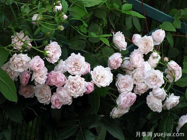 苏博特夫人月季/伊娃舒伯特夫人(图1)