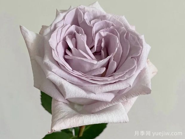 赏金之路月季/紫色布蒂(图2)