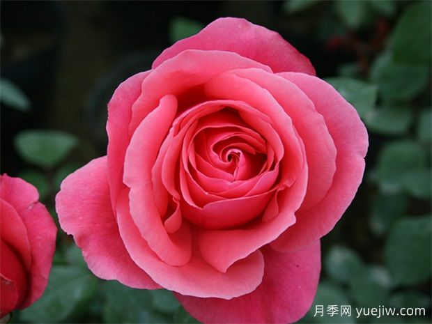 十个经典大花月季品种介绍，花香浓郁，花朵大似巴掌(图1)