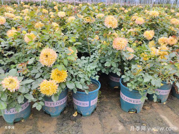 100多个品种加仑盆月季基地批发(图4)