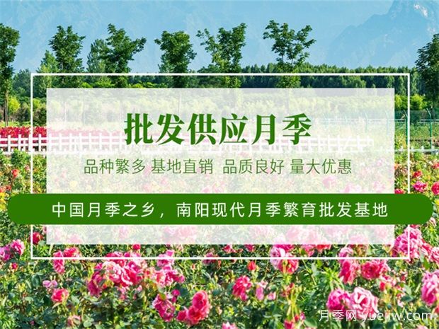 月季***新批发价格表，2025年4月月季网行情报价(图1)