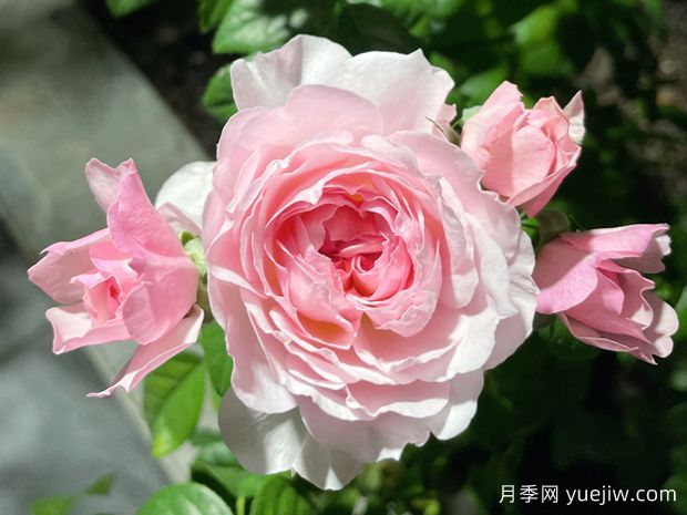 盈盈粉月季(图1)
