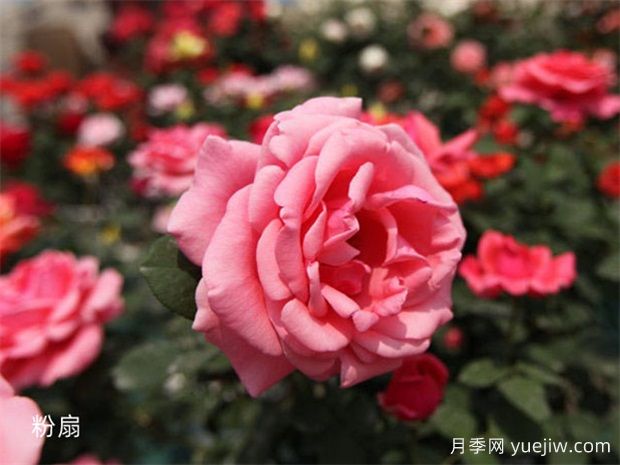 原产中国的玫瑰花(月季花)，是如何成为美国国花的？(图2)