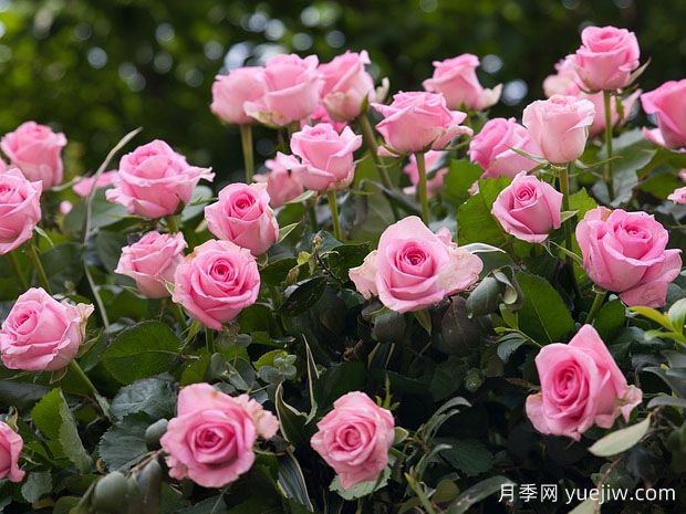 月季苗木的种植和养护要注意什么？(图1)
