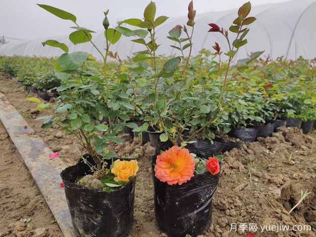 月季如何把控开花期？合理种植迎接花开时刻(图1)