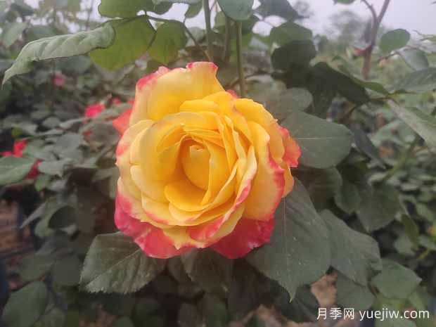 月季养护6要素,学会了轻松养爆盆!(图1)