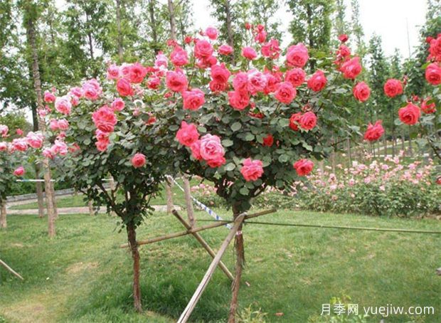 种下一院子月季花，打造一座绝美庭院花园(图2)