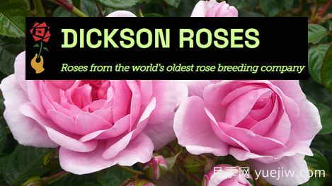 月季育种家：英国迪克森玫瑰苗圃(Dickson Roses)(图1)