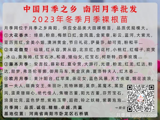 2023年冬季南阳月季大田裸根苗全品种批发供应(图1)