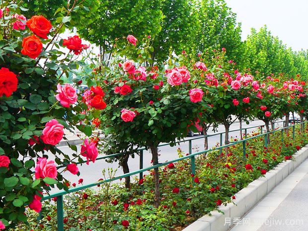 月季网：中国84个月季(玫瑰)市花城市名单大全(图2)
