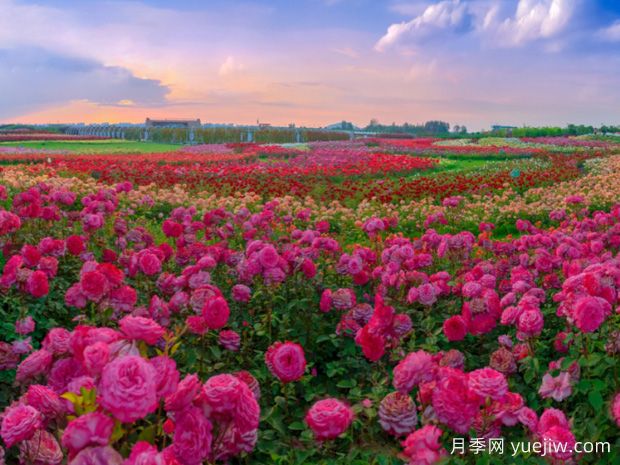 月季网：中国84个月季(玫瑰)市花城市名单大全(图3)