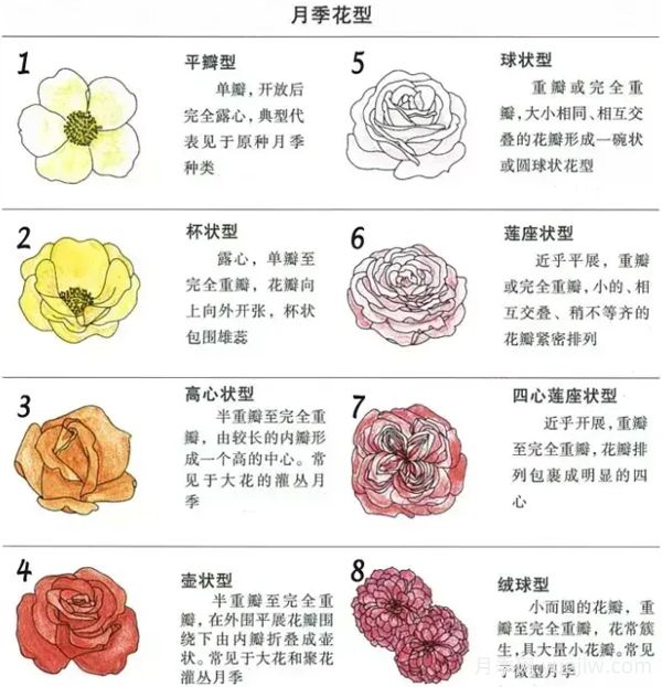 月季专业知识，分类/花型/花色/花香(图2)