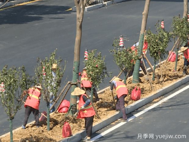 南阳向芜湖赠送千株树状月季(图1)