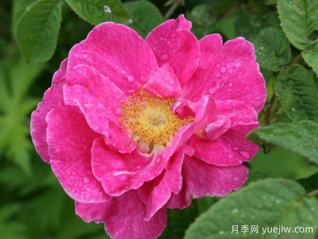 法国蔷薇月季/高卢红/药剂师玫瑰。(图1)