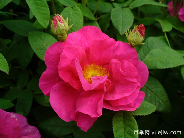 法国蔷薇月季/高卢红/药剂师玫瑰。(图2)