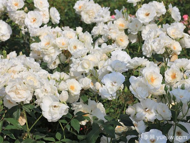 3个又耐阴又丰花的月季品种(图1)