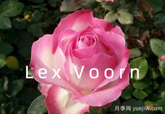 月季育种家：荷兰Lex Voorn(图1)