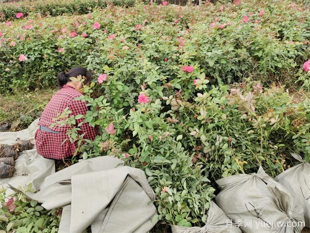 科德斯庆典盆栽月季美化江苏花坛景观(图2)