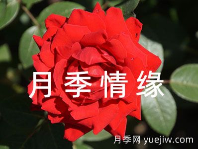 歌曲歌词《月季情缘》(图1)