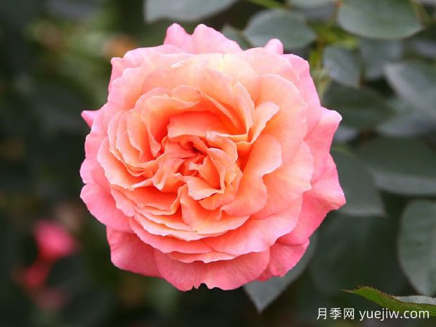 泡芙庄园月季/泡芙花园(图1)
