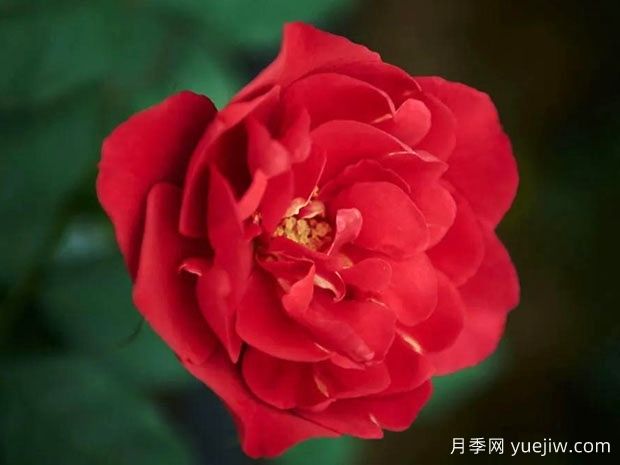 旬月季(图1)