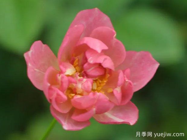 凪月季(图1)
