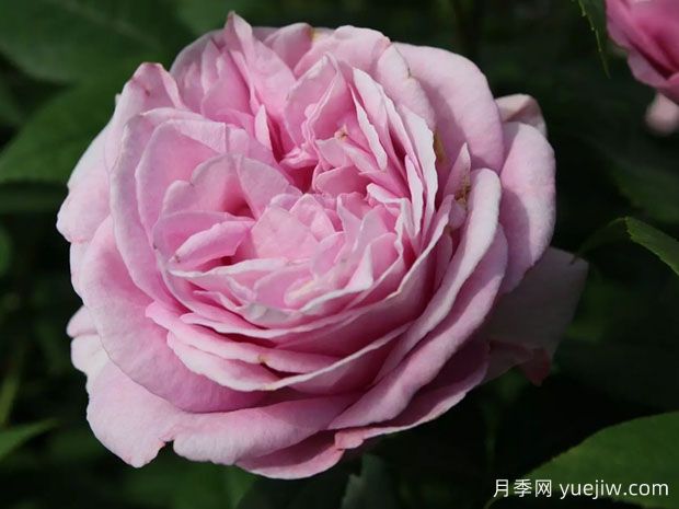 玛丽皇后月季/玛丽王后(图1)