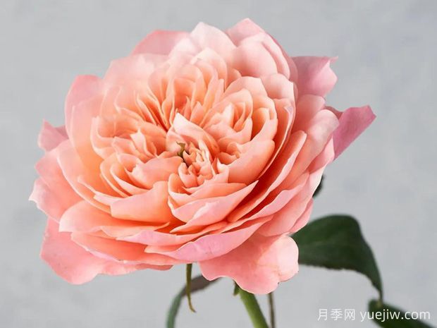 美琴月季(图1)