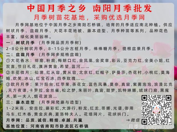 南阳月季(图3)