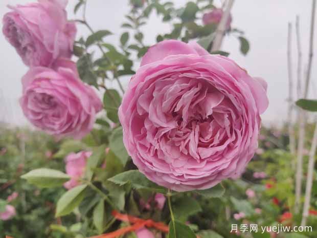 5款月季花，优点多多惹人爱(图2)