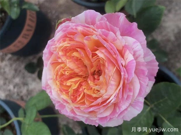 养月季，如何操作，才能花开不断(图1)