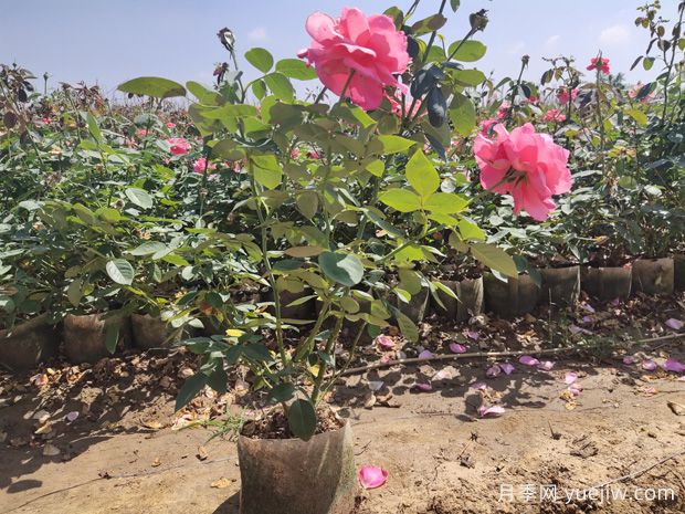 美植袋月季，大花丰花大钵月季苗(图3)