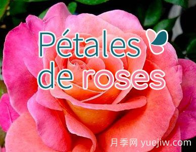 月季育种家：法国Petales de Roses月季园(图1)