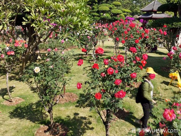 南宁南湖公园新年花季开展，2万株月季盛放香飘满园(图2)