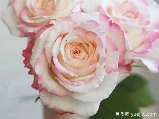 霓裳月季(图2)