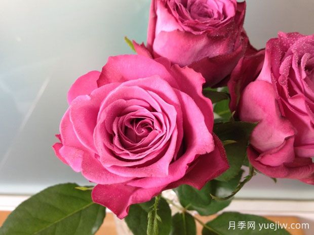 紫羊绒月季的优缺点是什么？(图1)