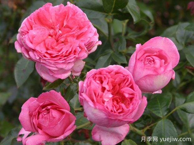 莫利纳尔玫瑰月季/莫利纳之花(图2)
